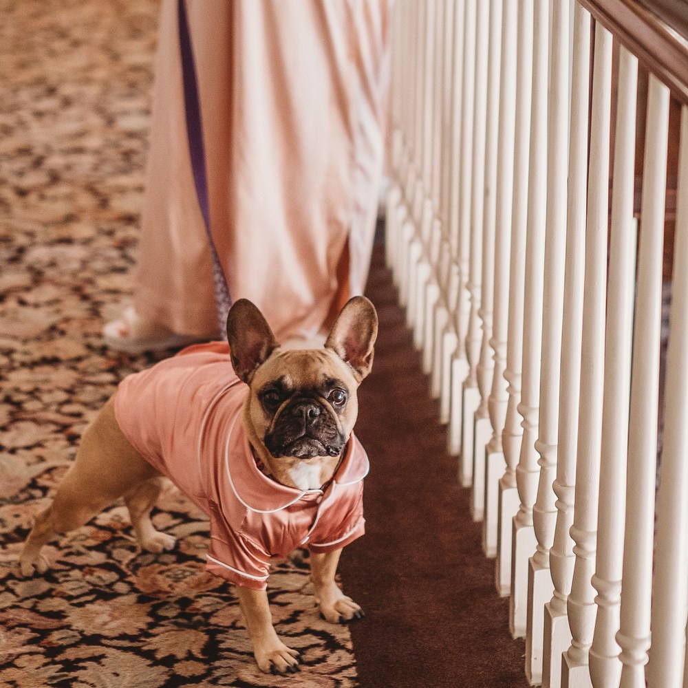 frenchie-pajamas-square Dog in pink pajamas at The Royalton Mansion wedding